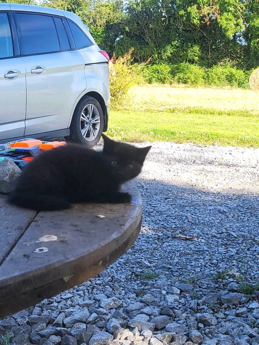 Black kittens - Image 1