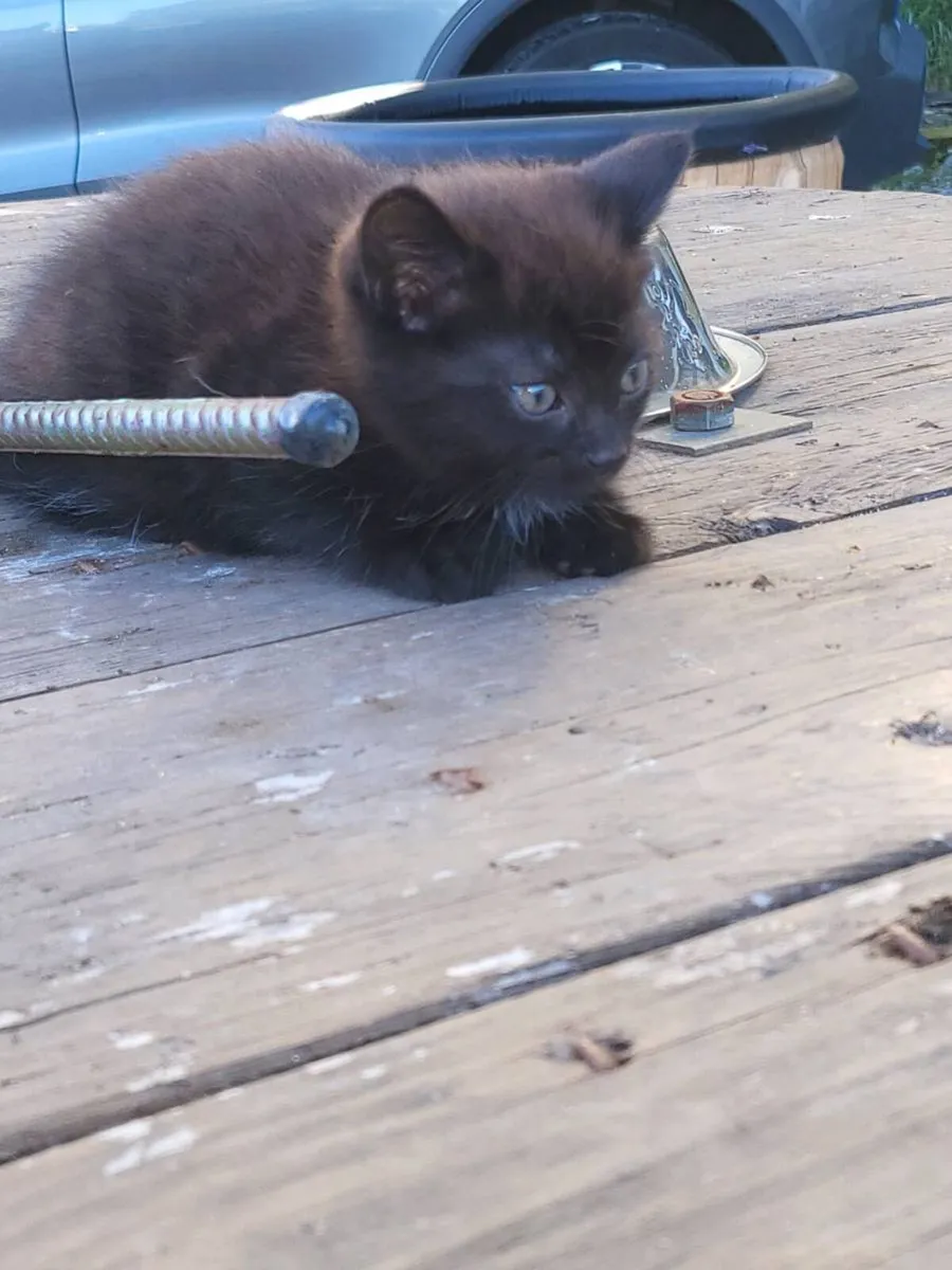 Black kittens - Image 2