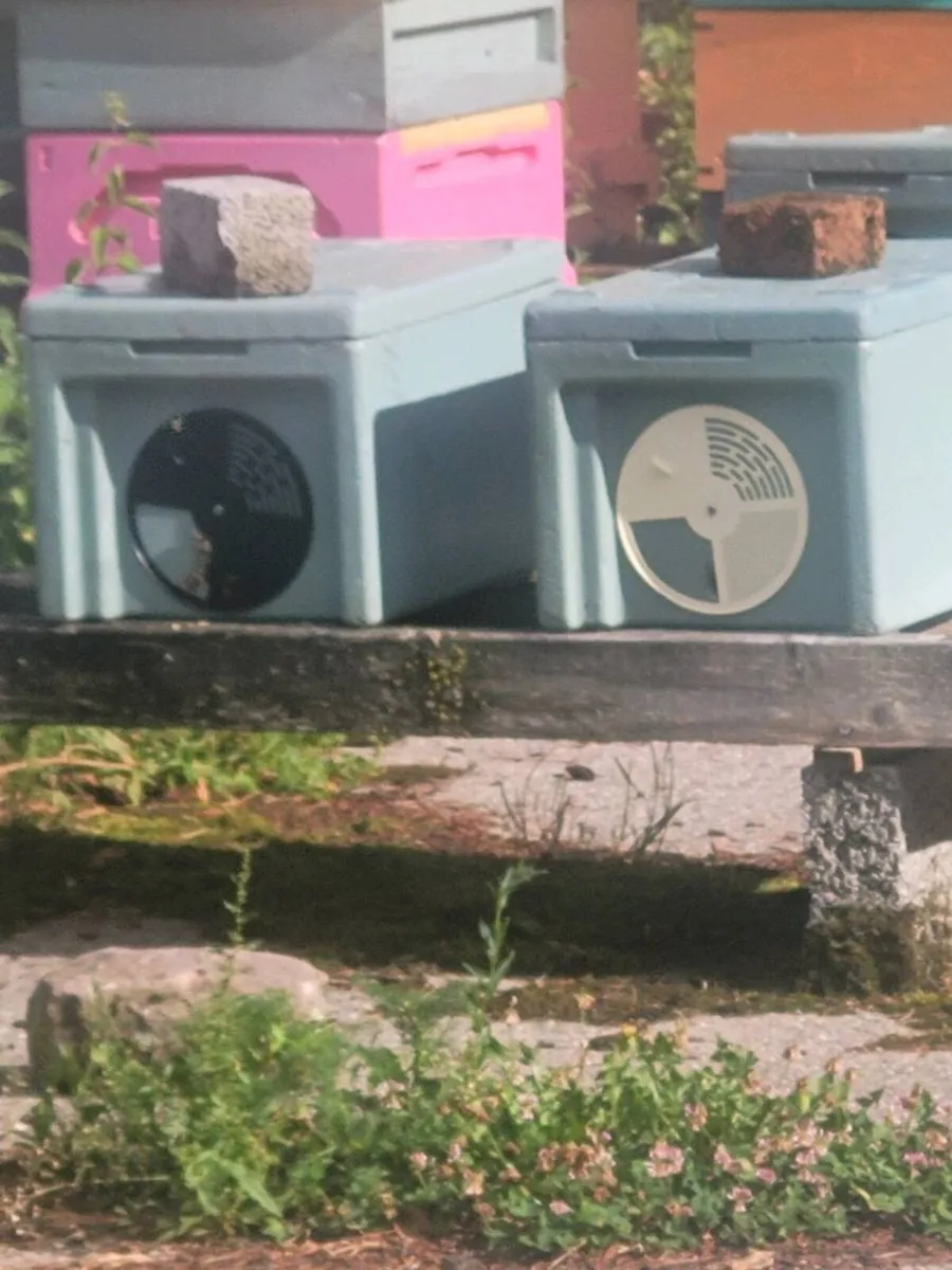 Nucs of bees hives of bees empty nucs boxes - Image 1