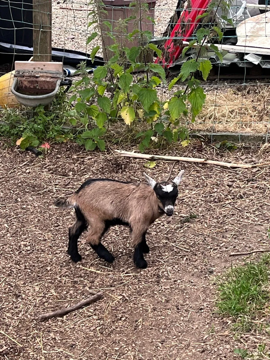 Pygmy Goat Kids - Image 3