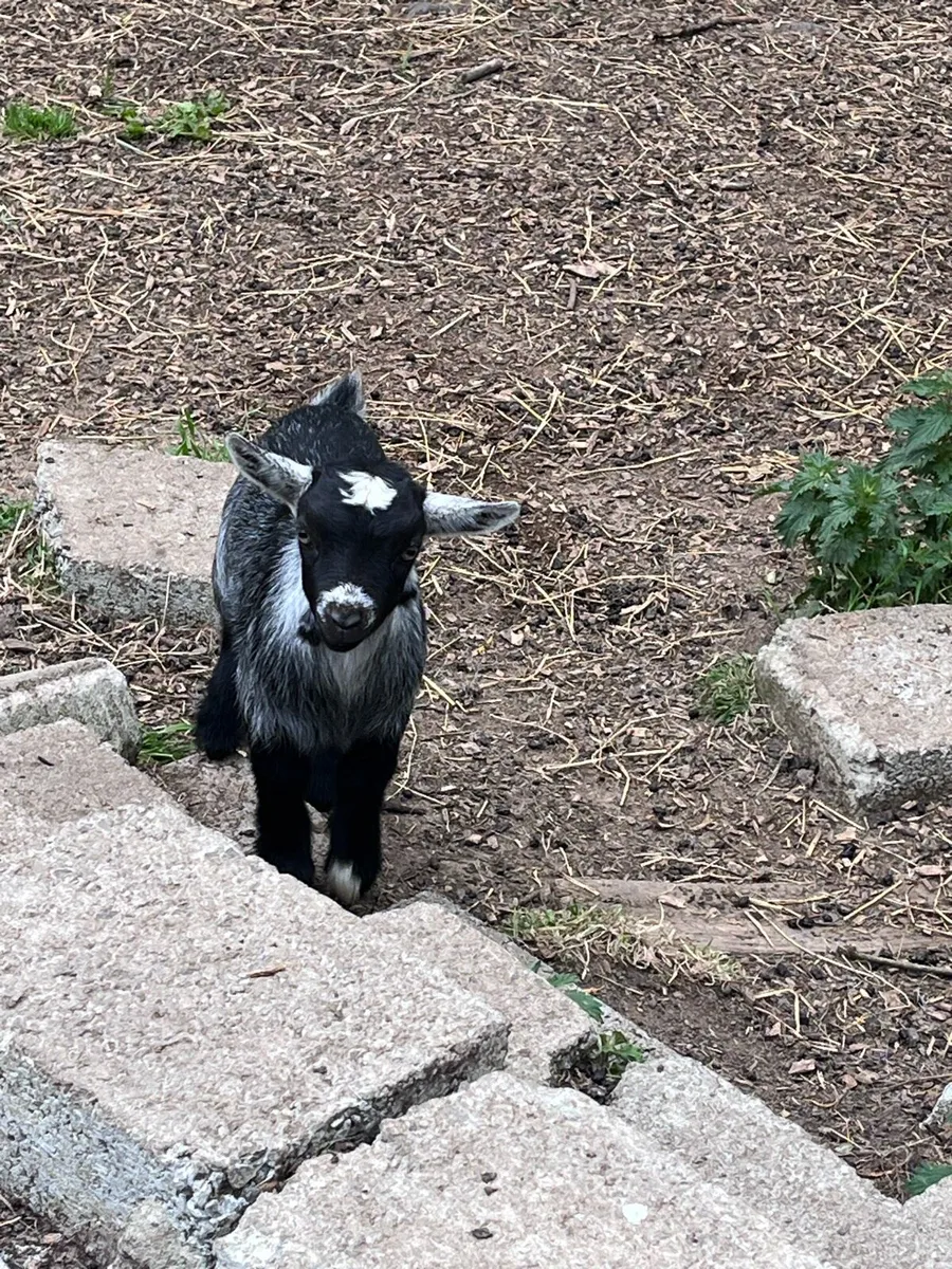 Pygmy Goat Kids - Image 4