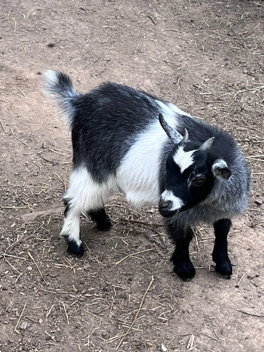 Pygmy Goat Kids - Image 1