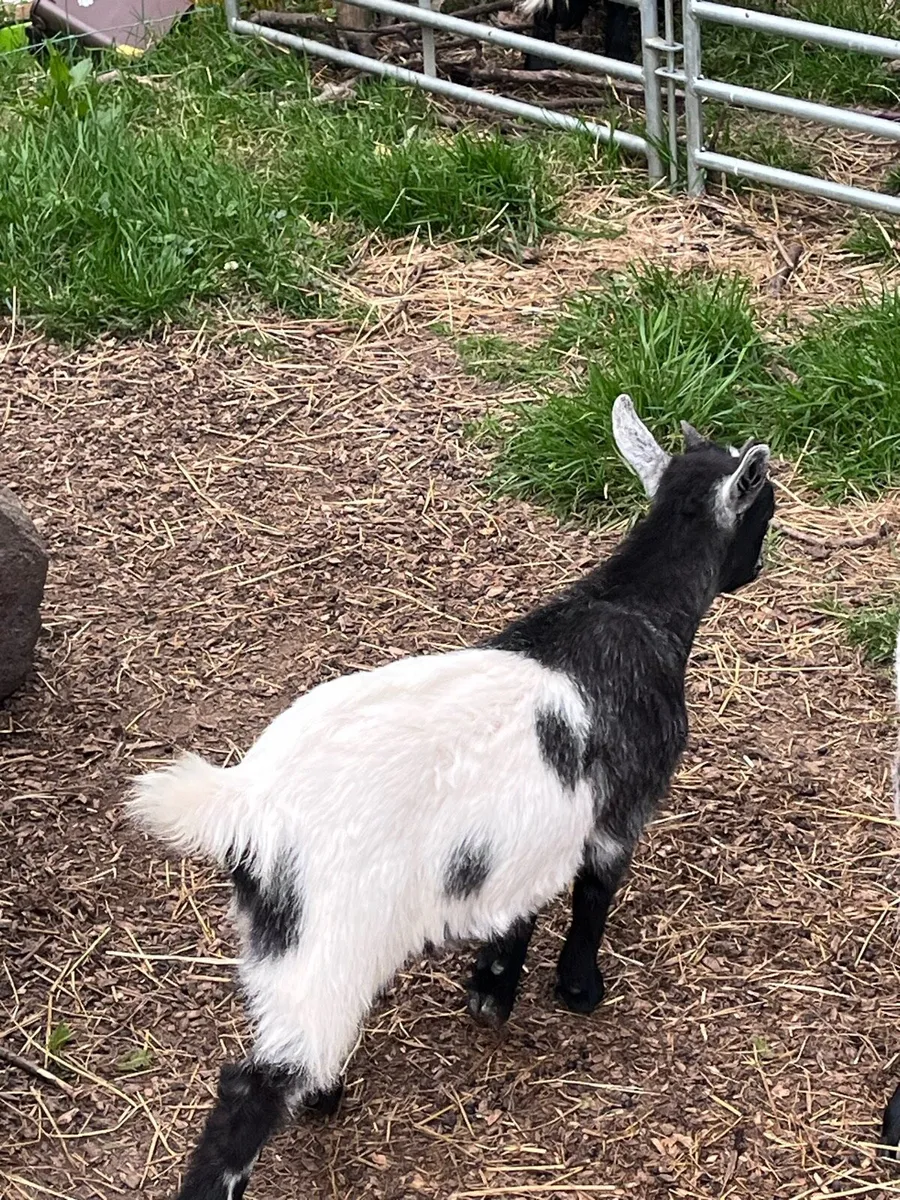 Pygmy Goat Kids - Image 2