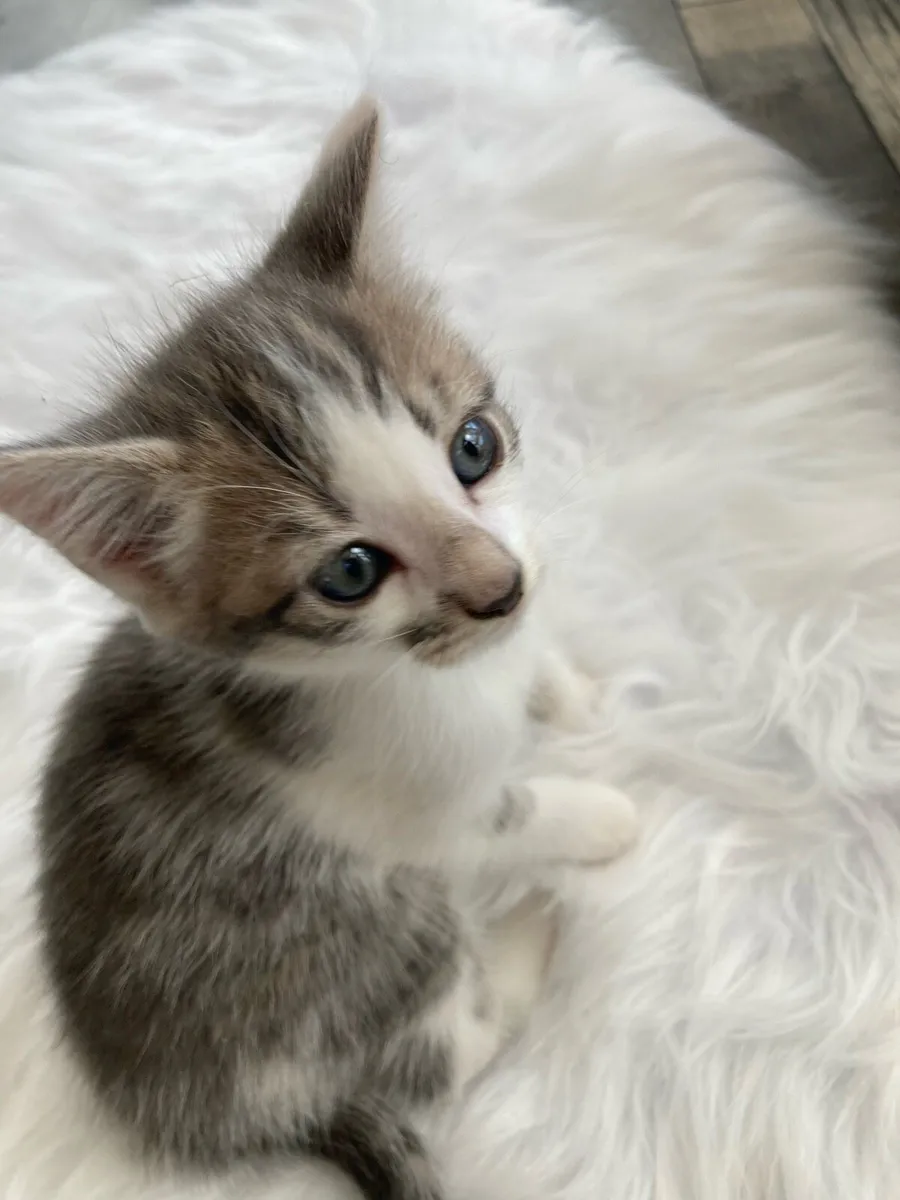 kittens - Image 4