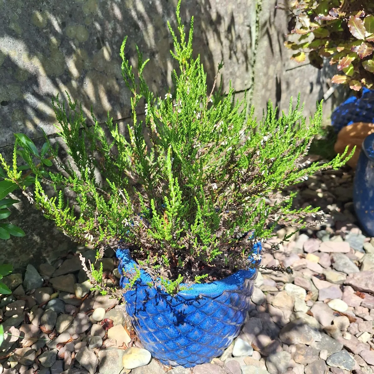 Heather Plant in  Blue Pineapple Texture Pot - Image 1