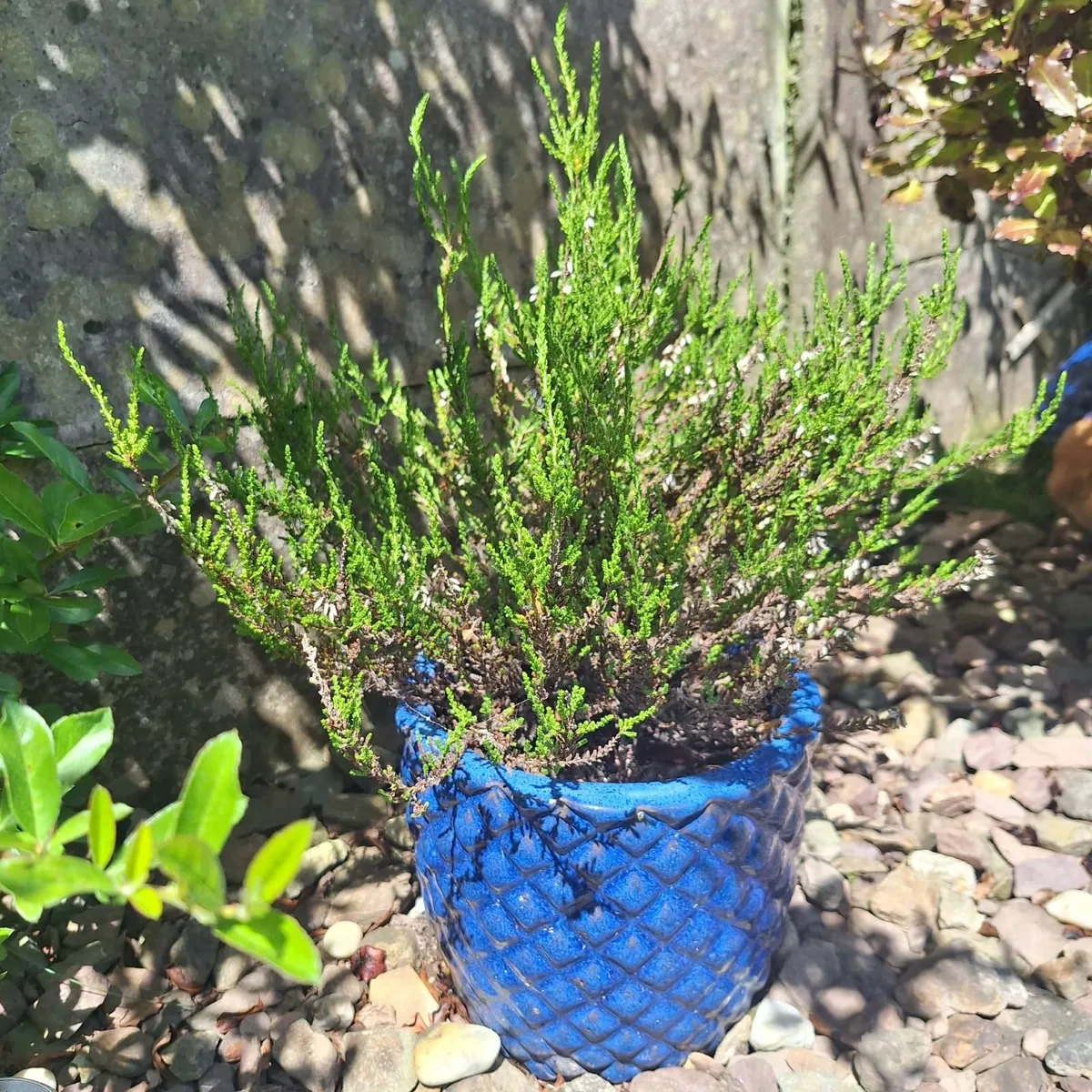 Heather Plant in  Blue Pineapple Texture Pot - Image 2