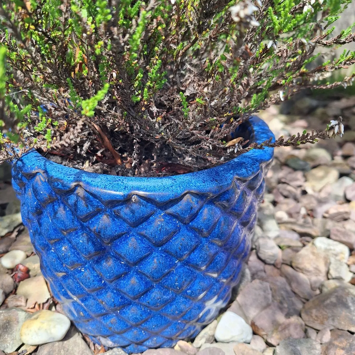 Heather Plant in  Blue Pineapple Texture Pot - Image 3