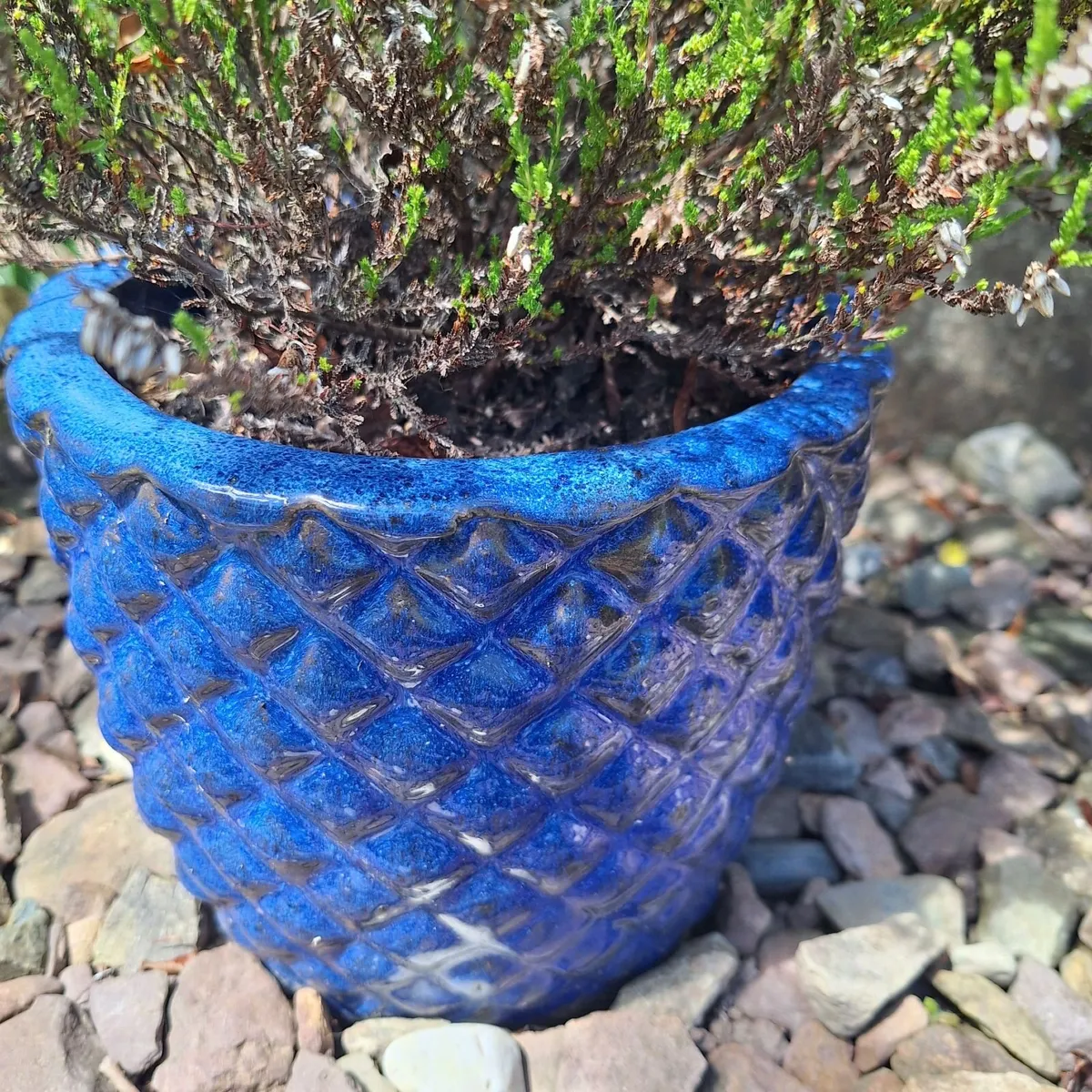 Heather Plant in  Blue Pineapple Texture Pot - Image 4