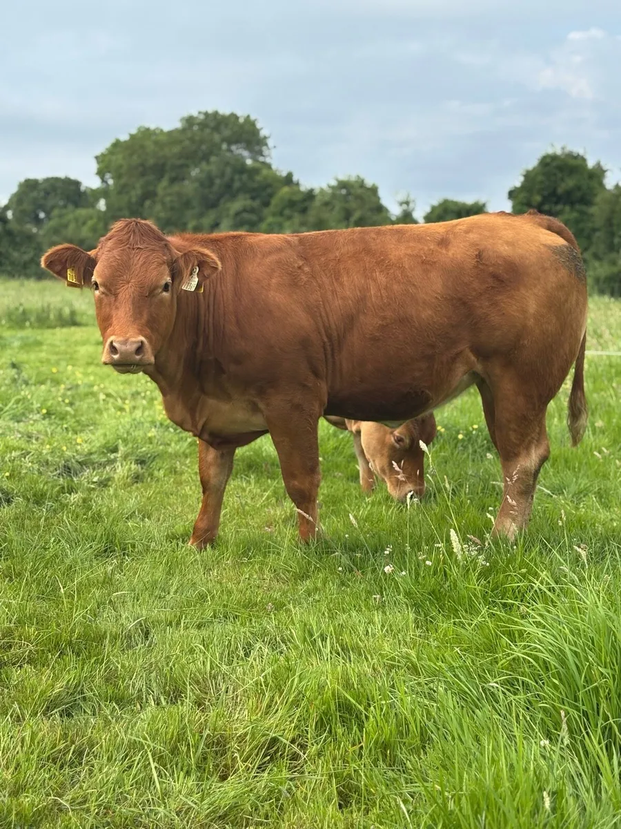 Incalf homebred Ai heifers - Image 1