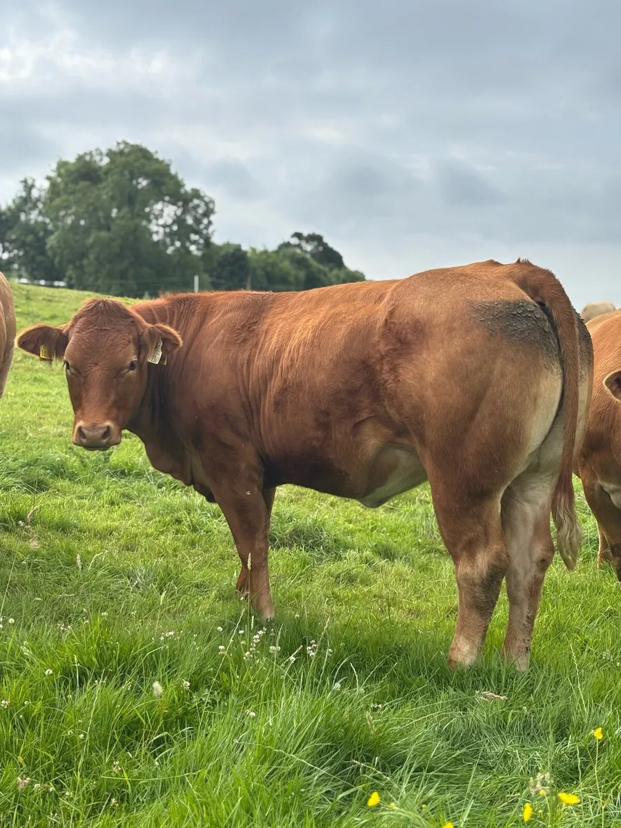 Incalf homebred Ai heifers - Image 2
