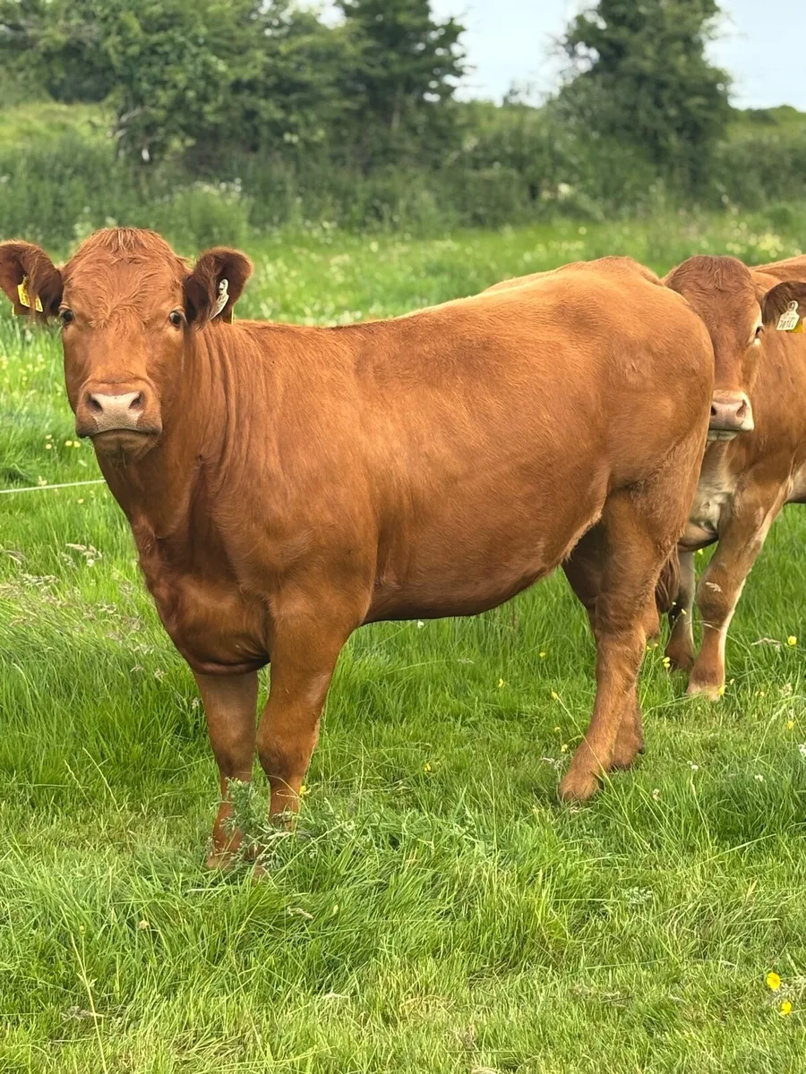 Incalf homebred Ai heifer - Image 2