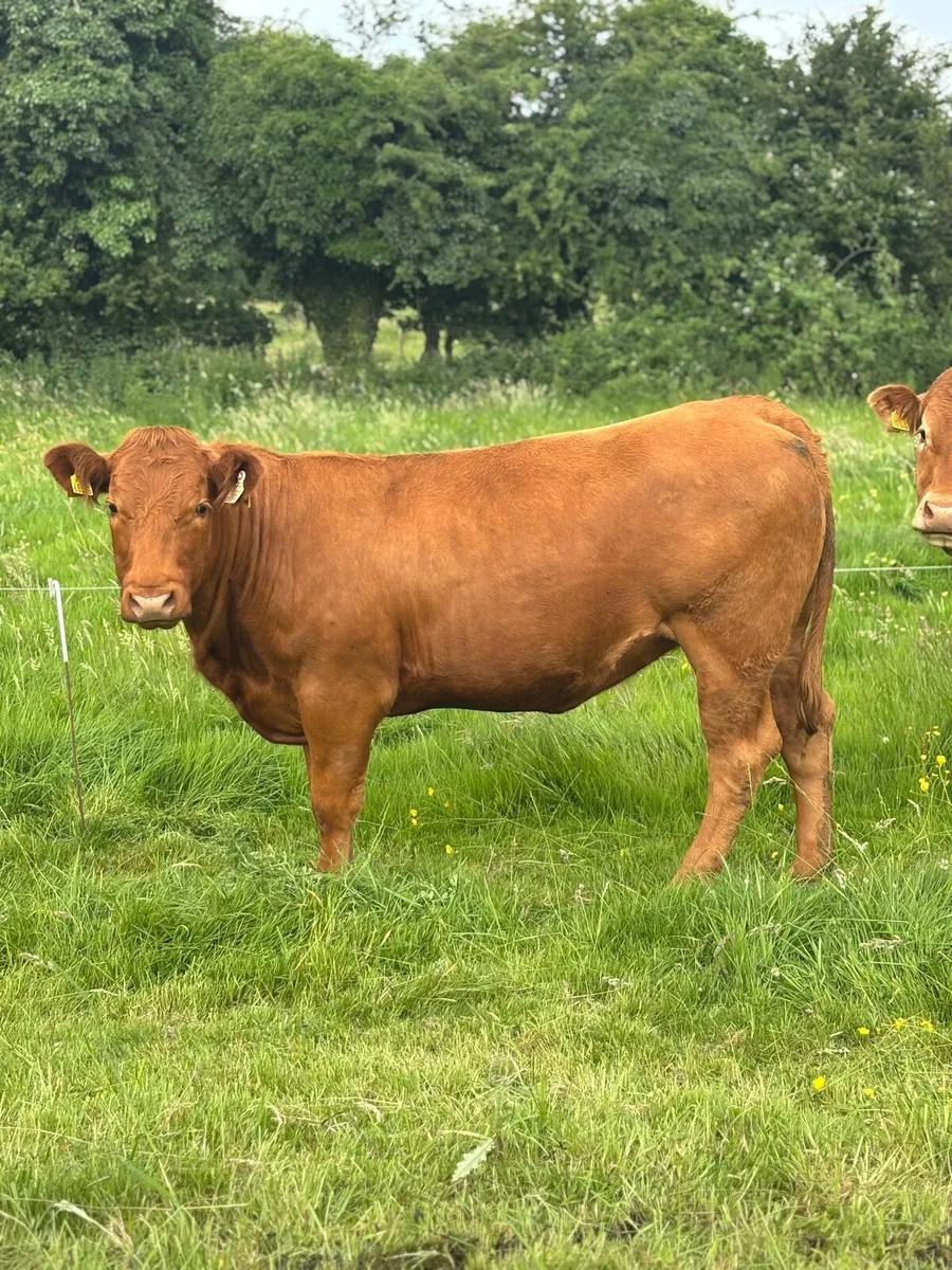 Incalf homebred Ai heifer - Image 1