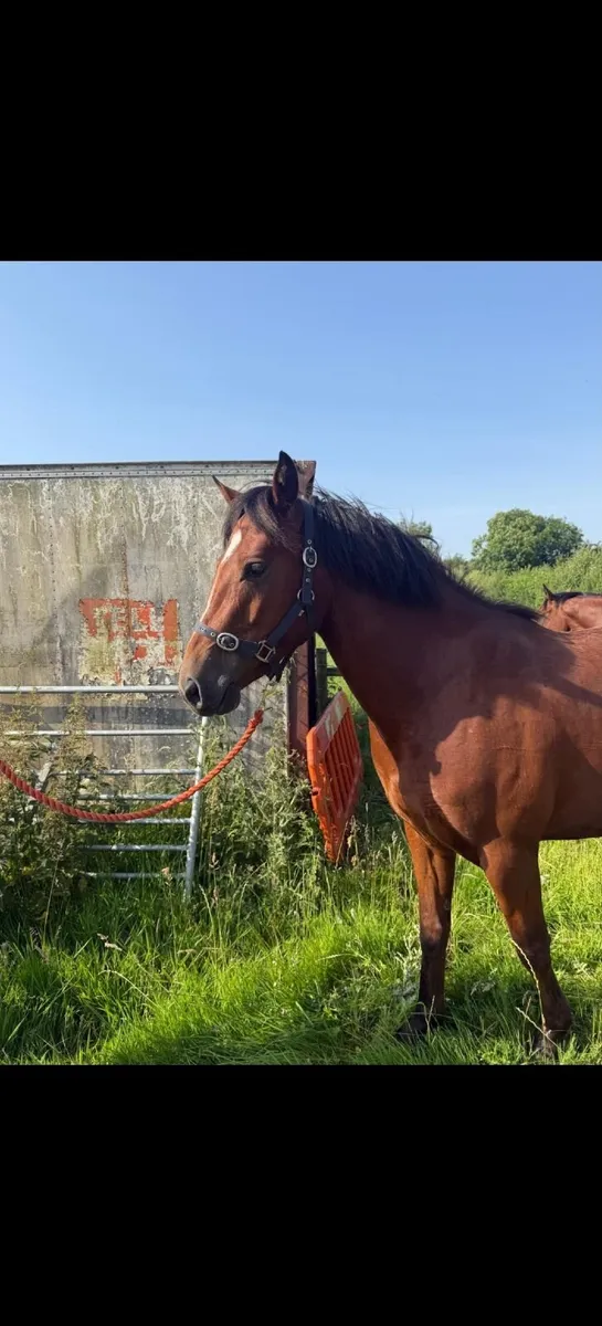 3 year old filly & gelding - Image 1
