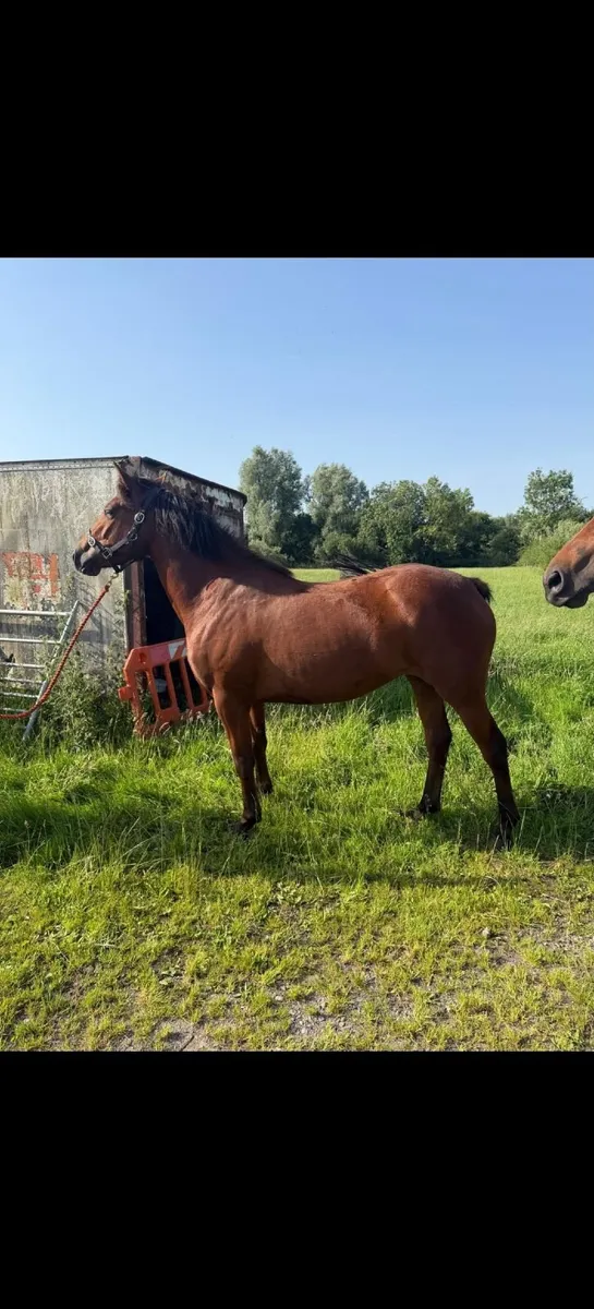 3 year old filly & gelding - Image 2
