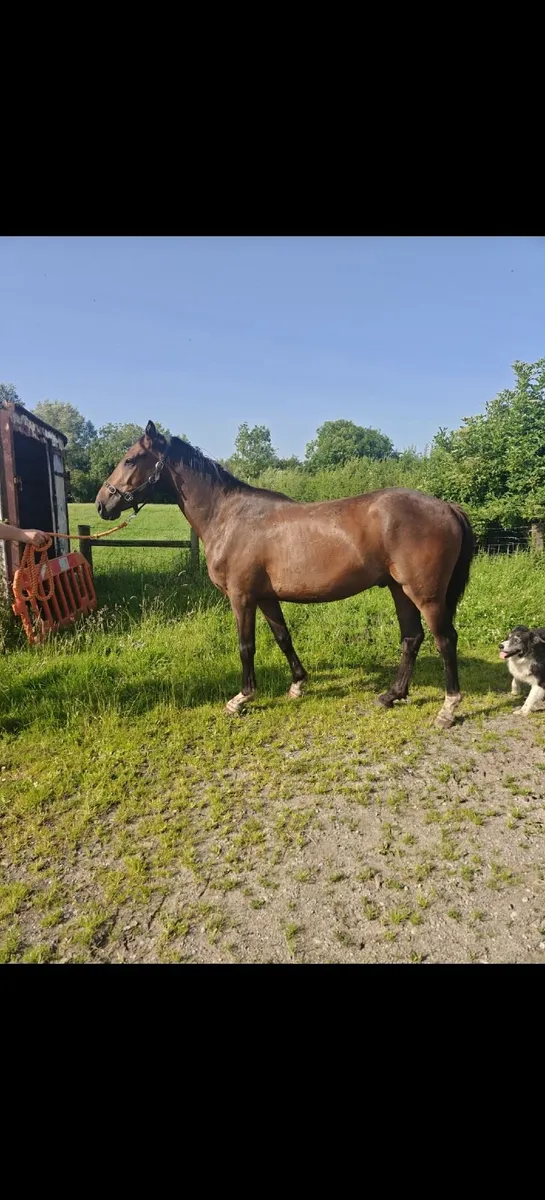 3 year old filly & gelding - Image 3