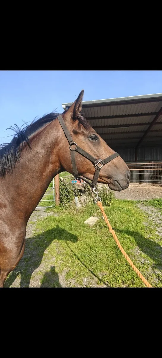3 year old filly & gelding - Image 4