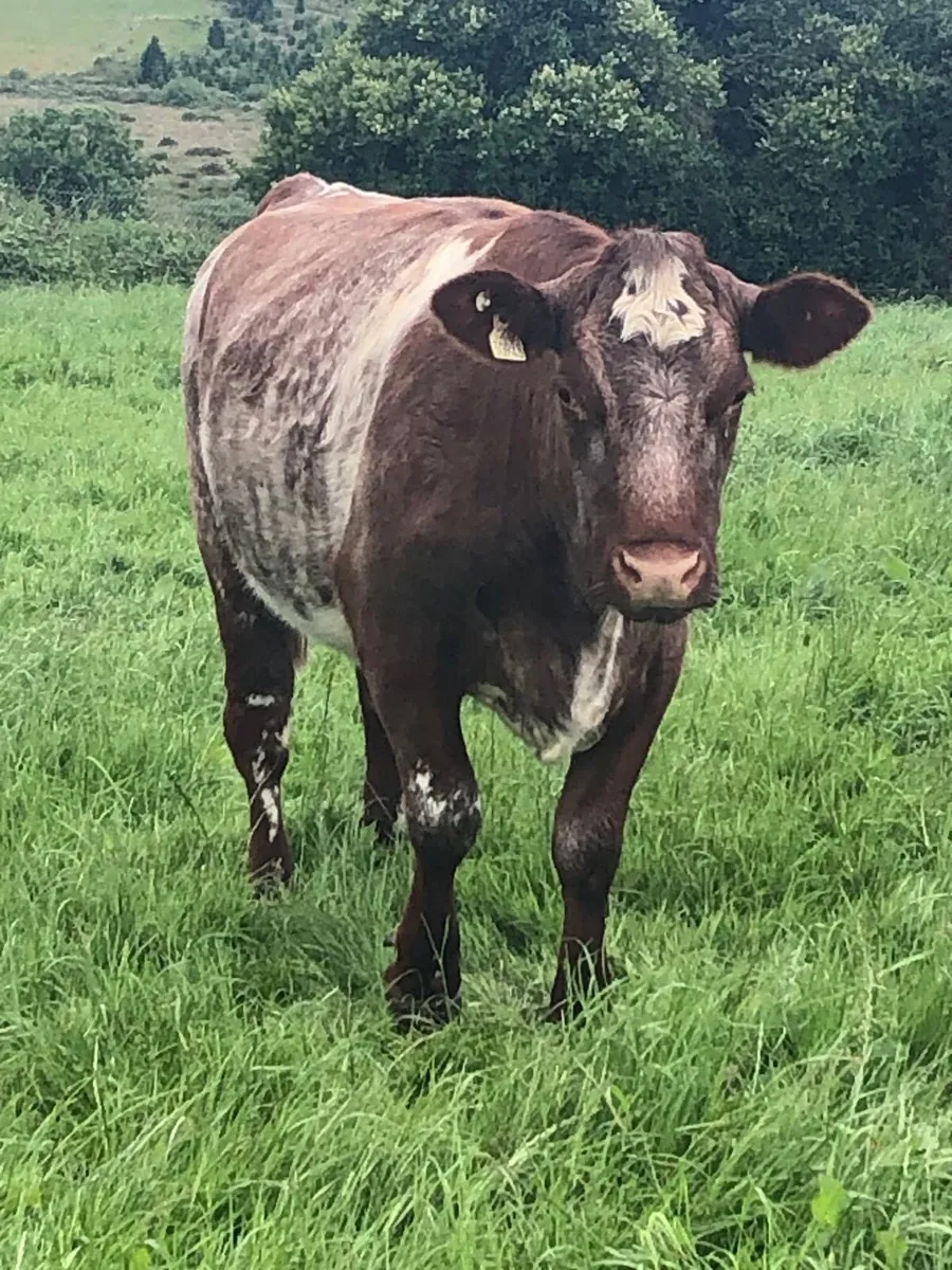 Shorthorn - Image 2