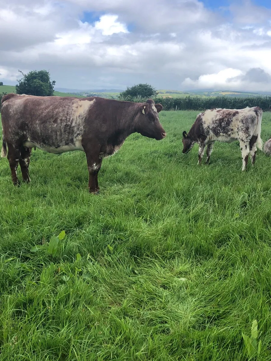 Shorthorn - Image 3