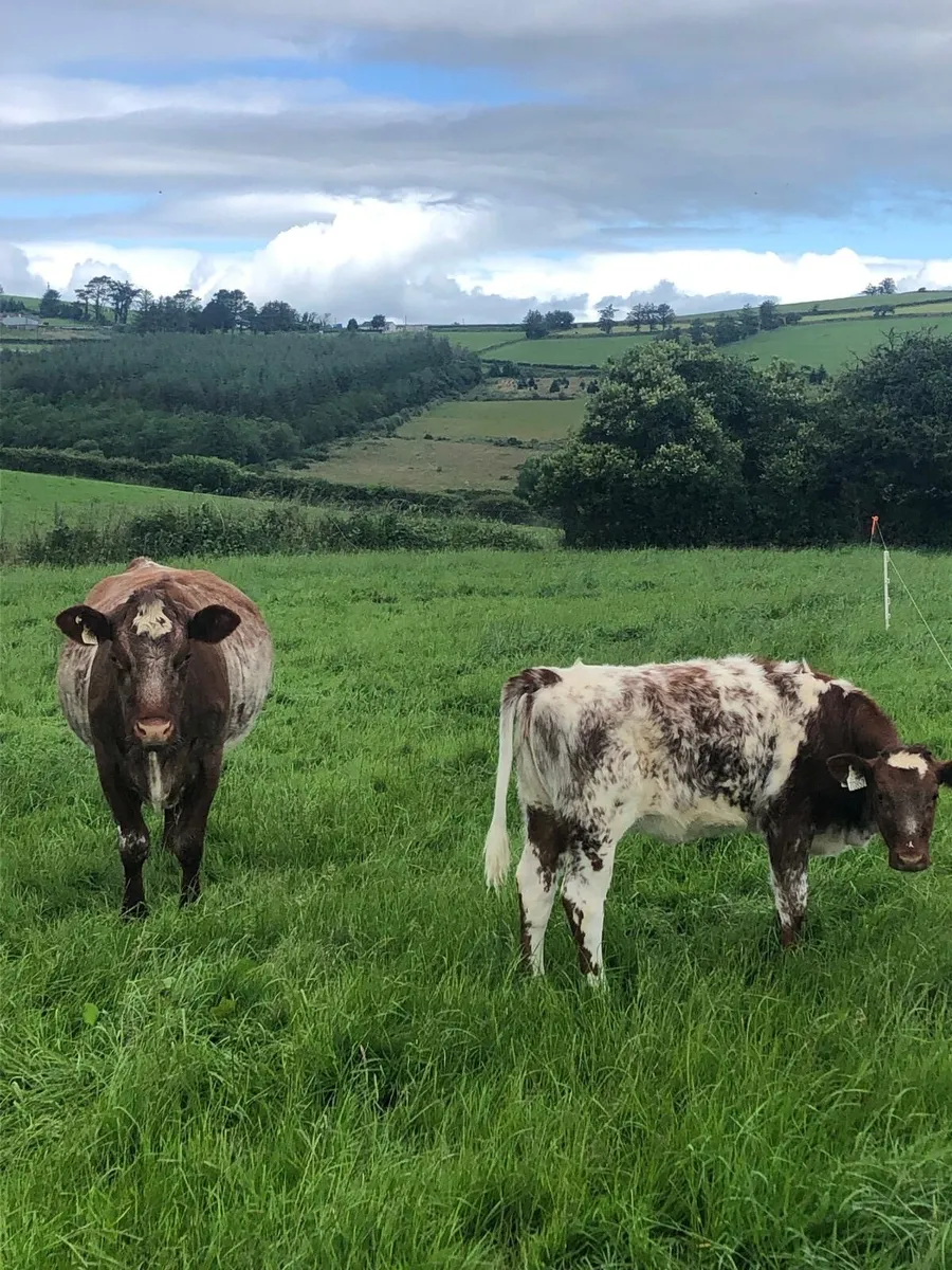 Shorthorn - Image 4