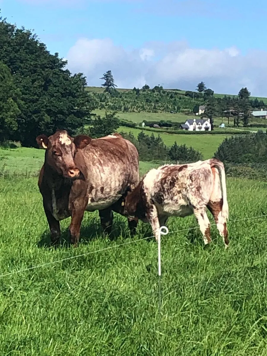 Shorthorn - Image 1