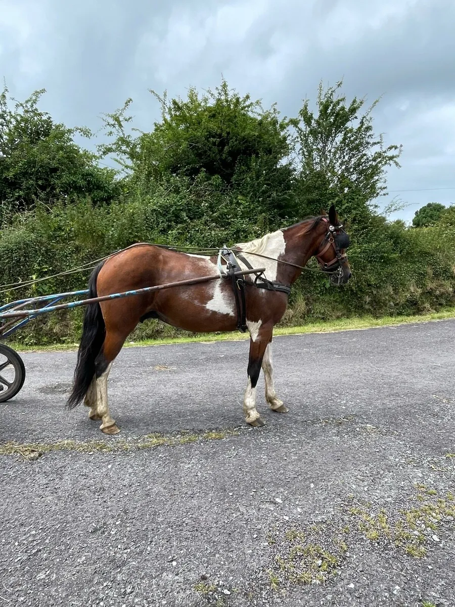 Full bred mare - Image 1