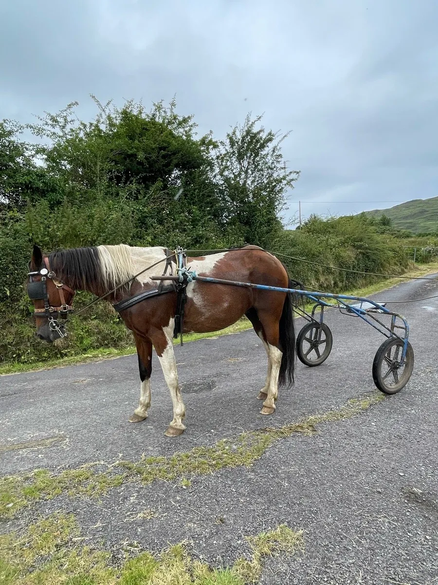 Full bred mare - Image 4