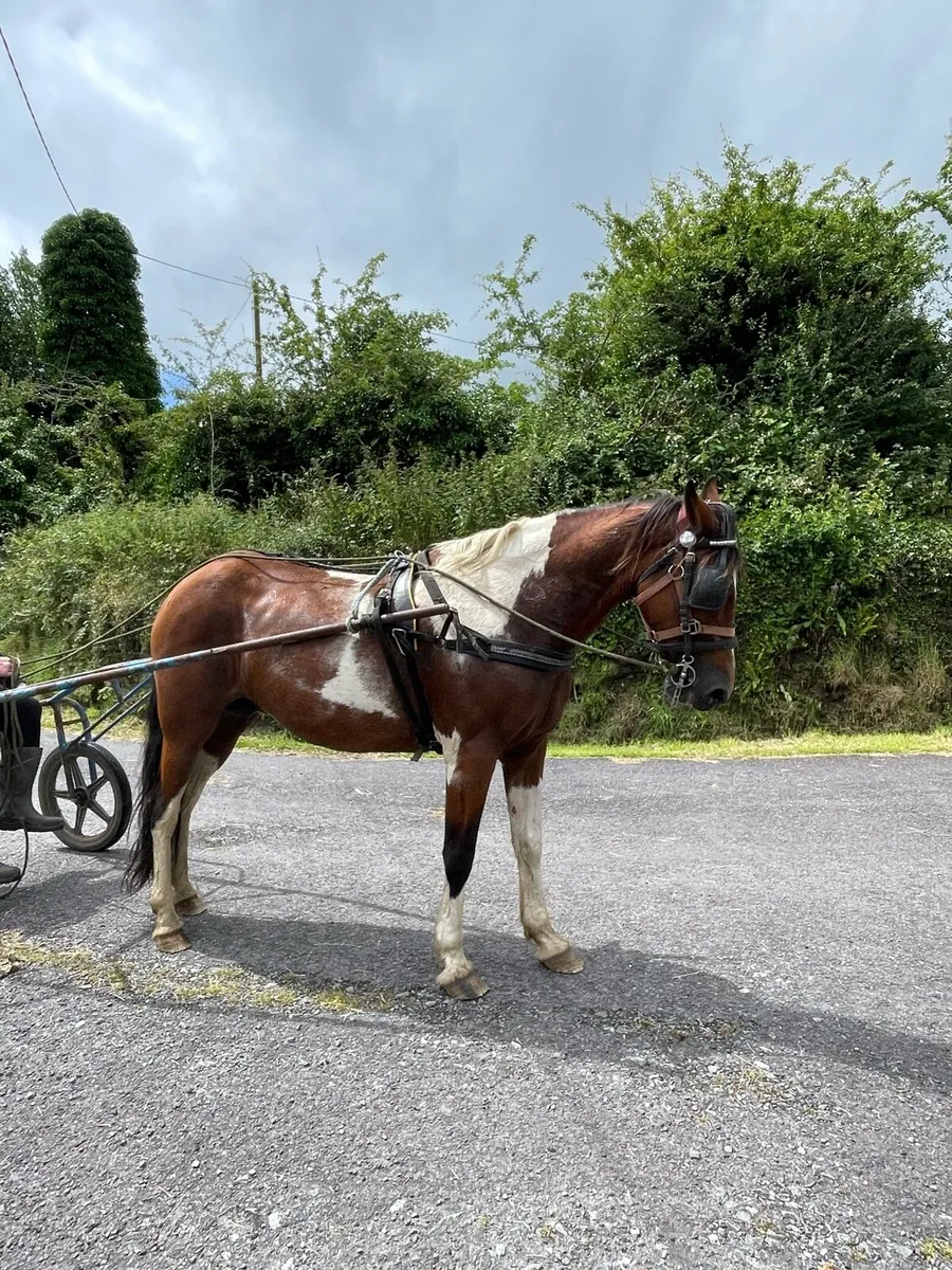 Full bred mare - Image 2