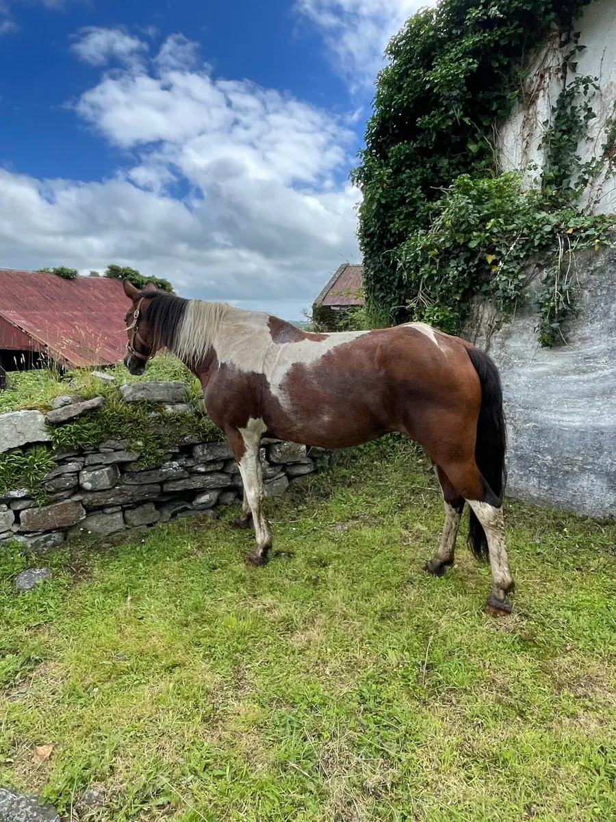 Full bred mare - Image 3
