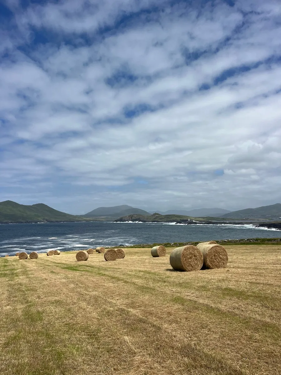 Square and round bales of hay for sale - Image 4