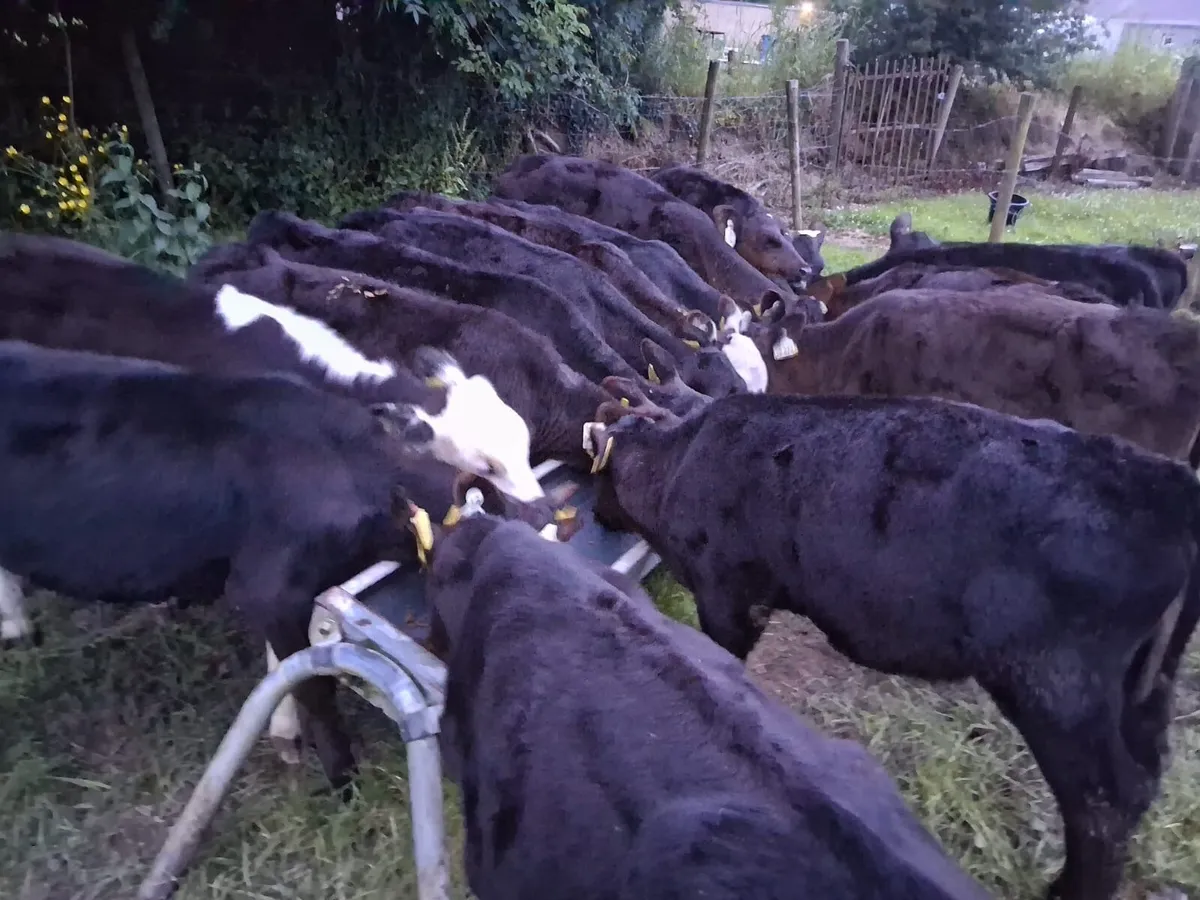 REARED AA CALVES - Image 3
