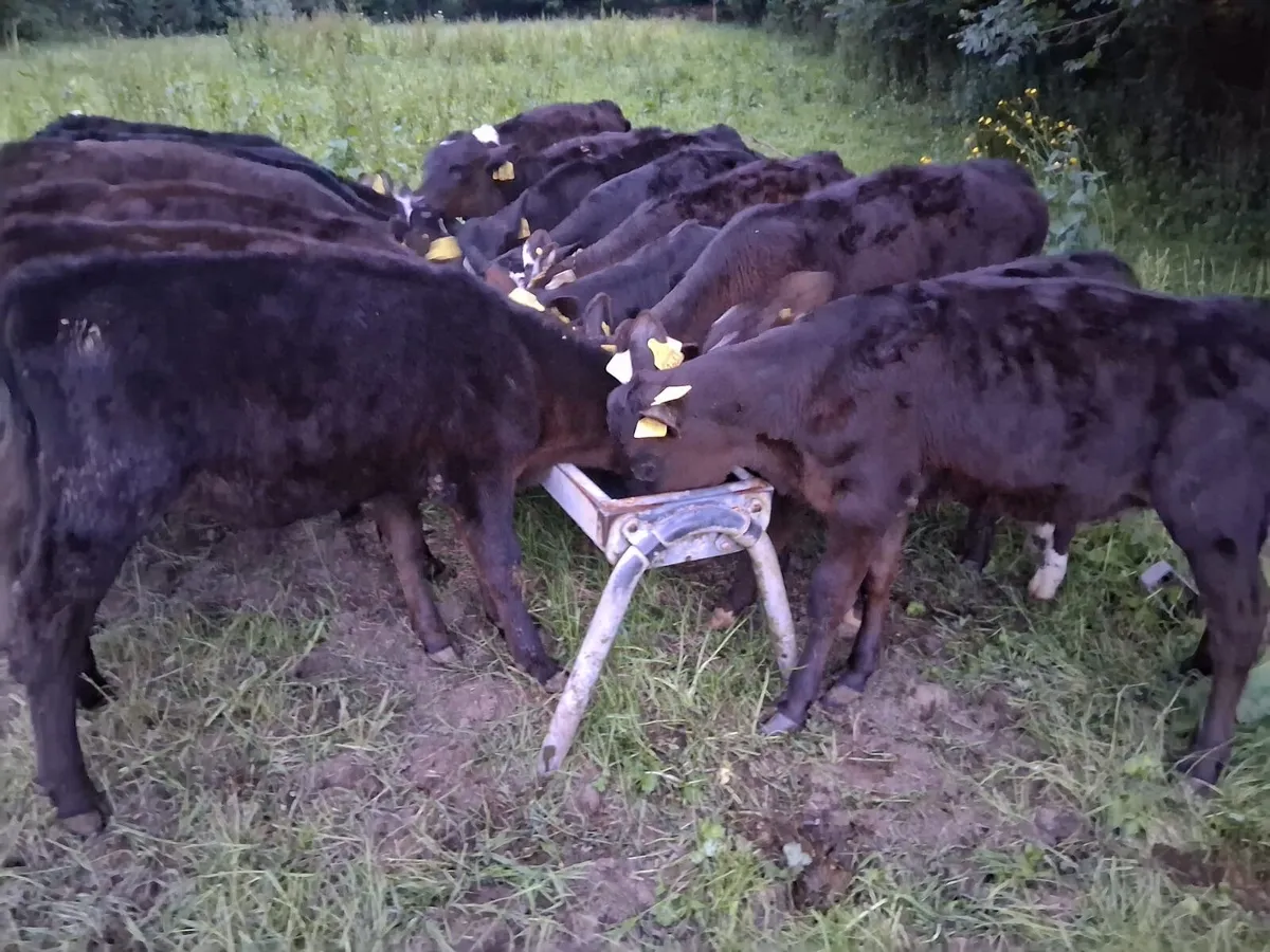 REARED AA CALVES - Image 2