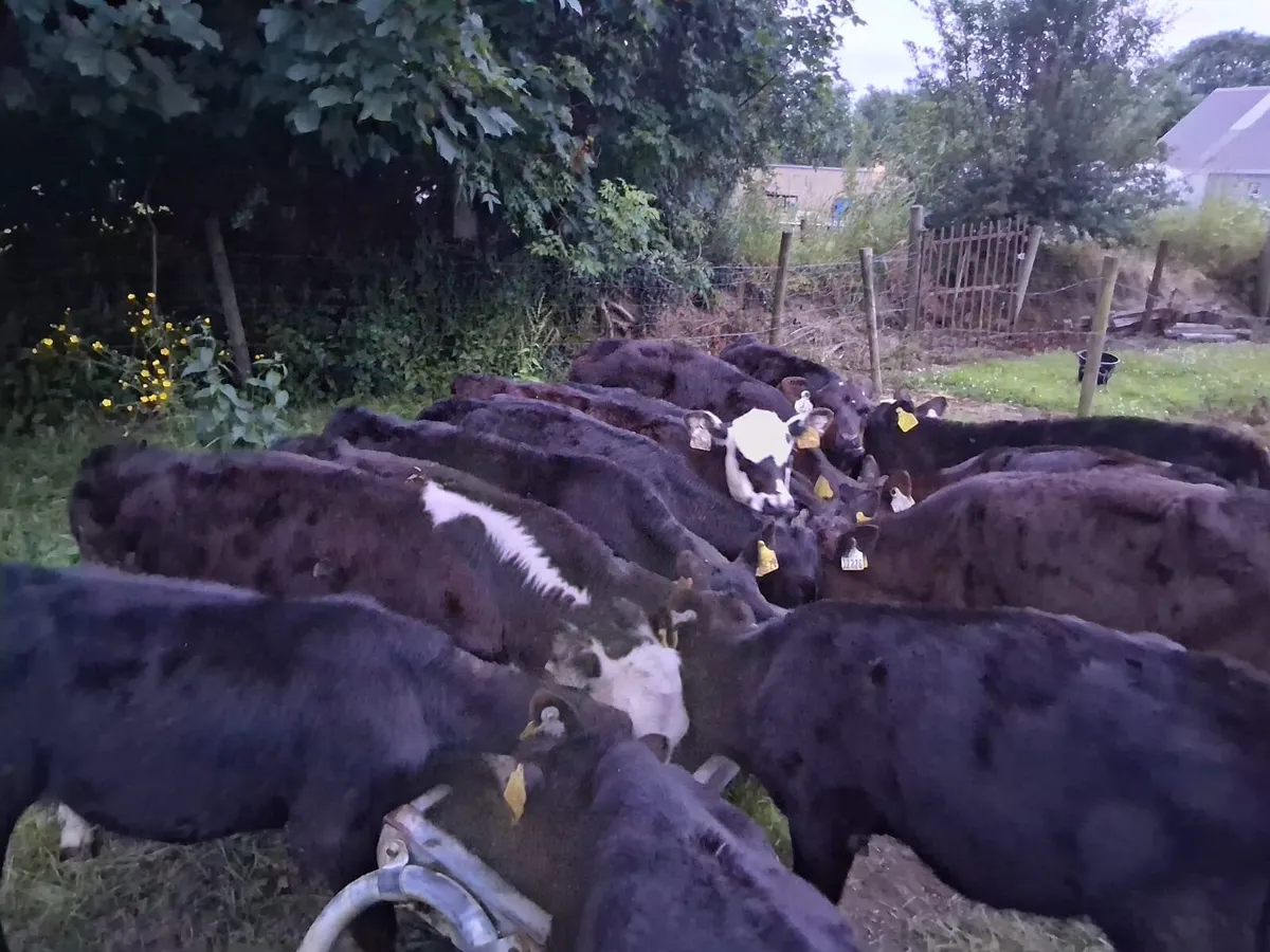 REARED AA CALVES - Image 4