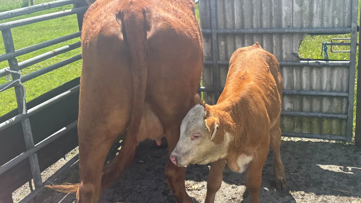 Limousin Cow And Heifer Calf - Image 3