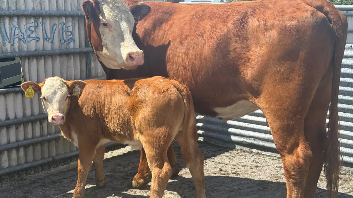Limousin Cow And Heifer Calf - Image 2