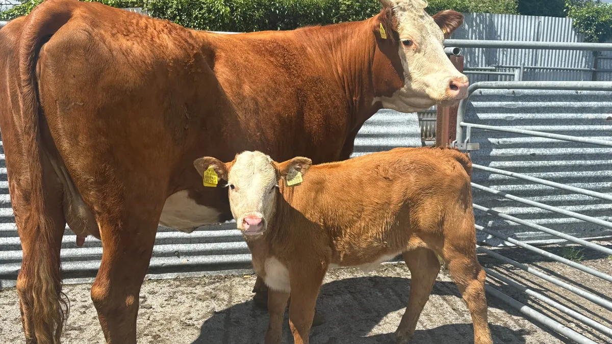 Limousin Cow And Heifer Calf - Image 1