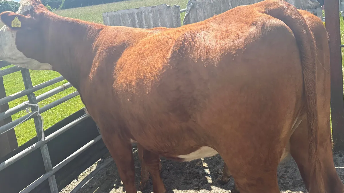 Limousin Cow And Heifer Calf - Image 4