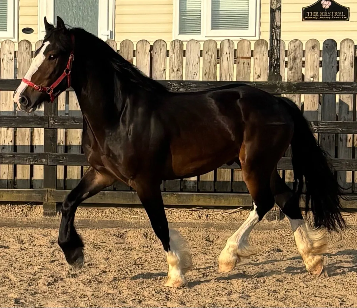 Cob 15.1hh Gelding 3yr Unbroken - Image 1