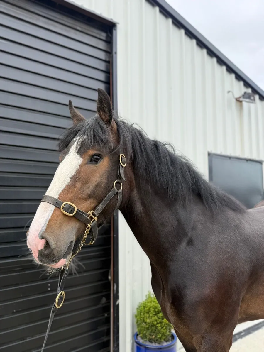 Cob 15.1hh Gelding 3yr Unbroken - Image 4