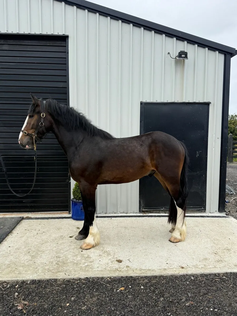 Cob 15.1hh Gelding 3yr Unbroken - Image 2
