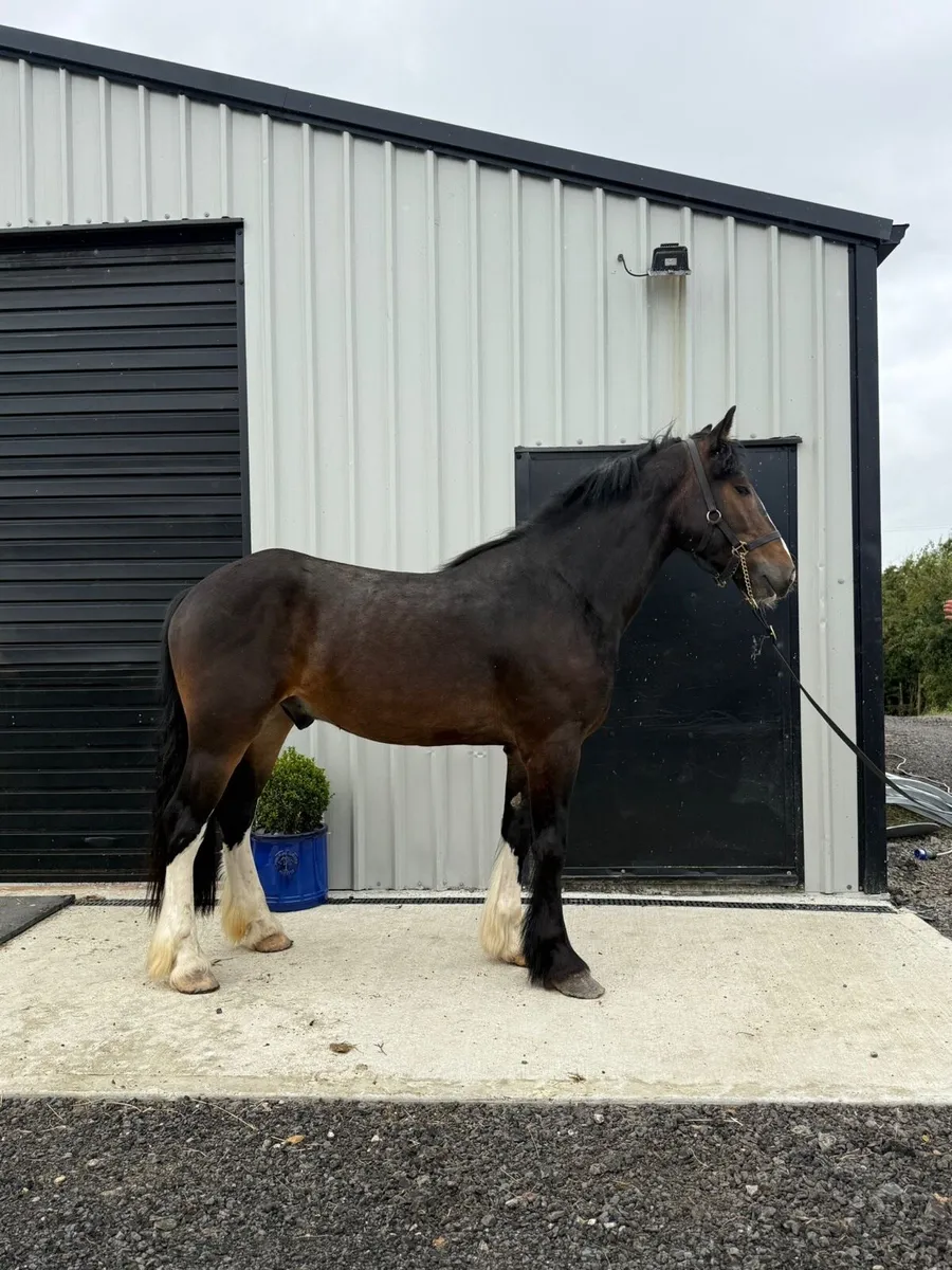 Cob 15.1hh Gelding 3yr Unbroken - Image 3
