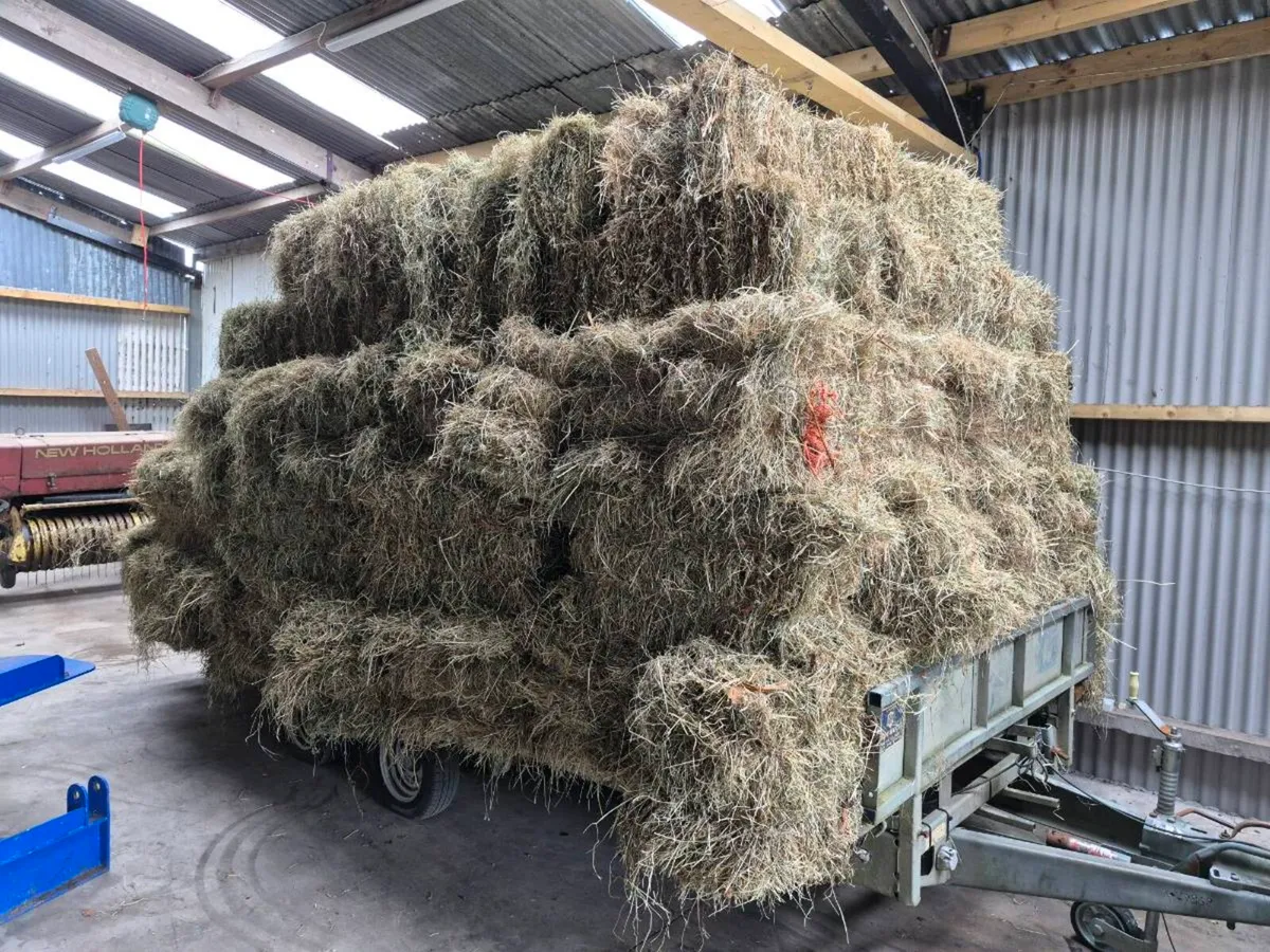 Small square bales of Hay - Image 2