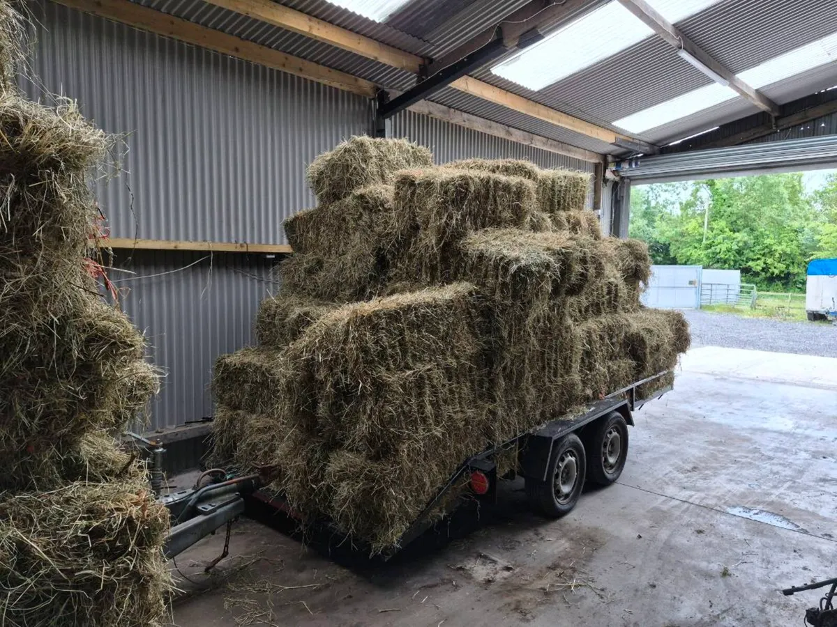 Small square bales of Hay - Image 4