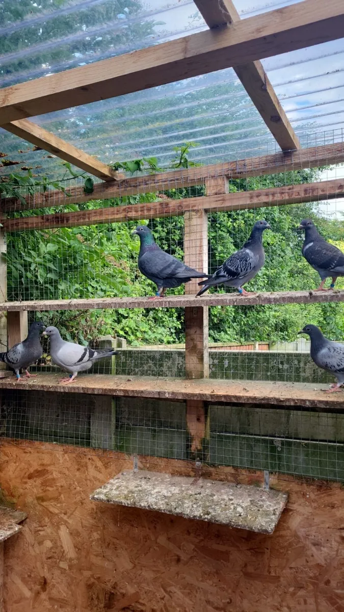 Pigeon - Image 1