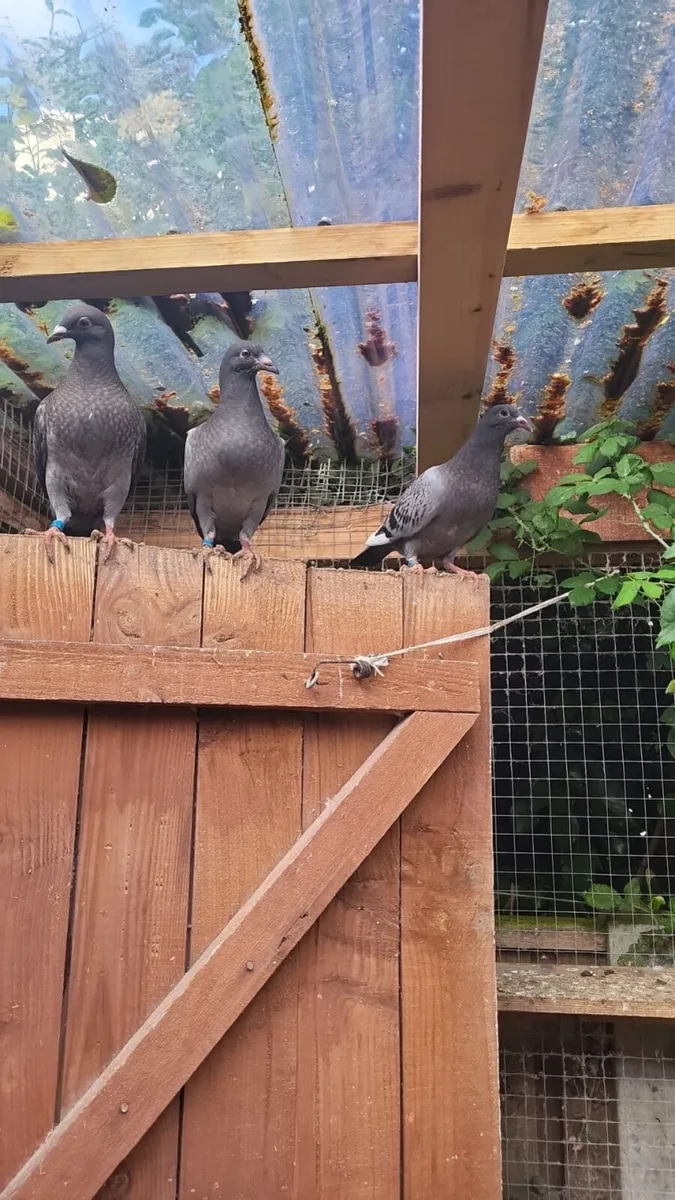 Pigeon - Image 2