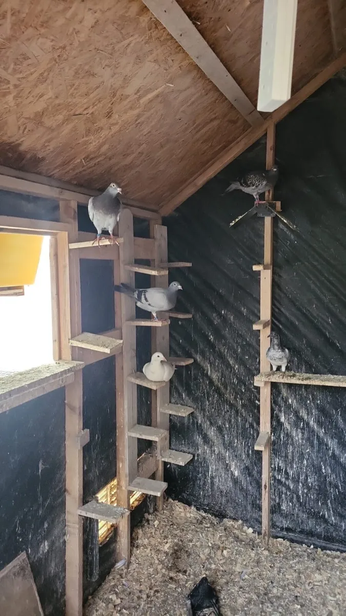 Pigeon - Image 3