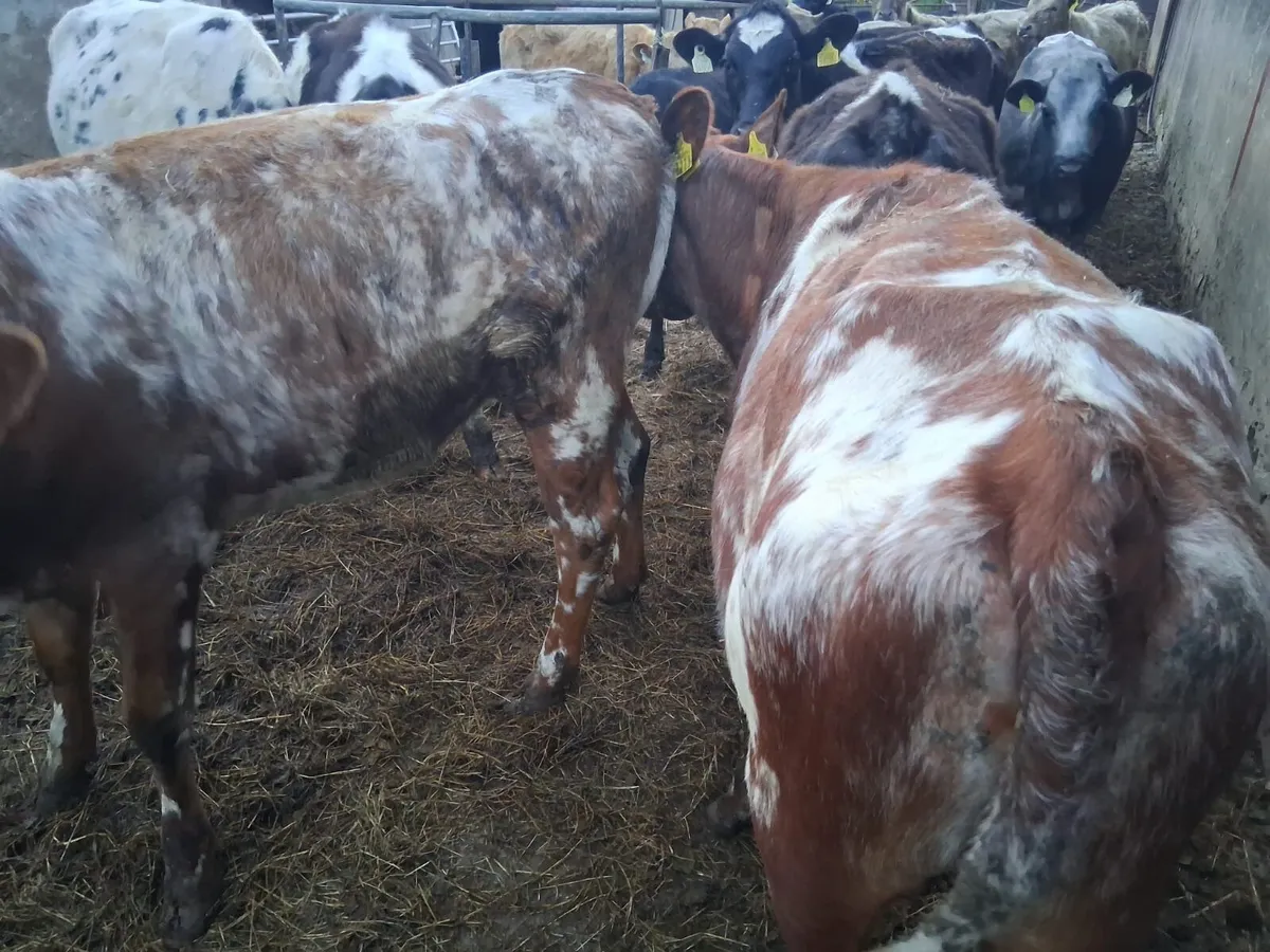 2 ROAN SHORTHORN HEIFERS - Image 2