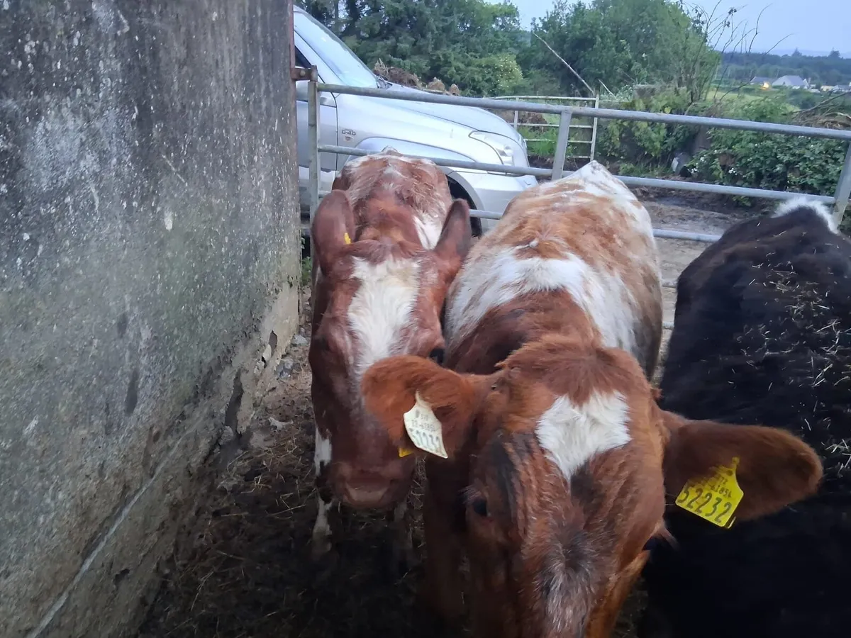 2 ROAN SHORTHORN HEIFERS - Image 3