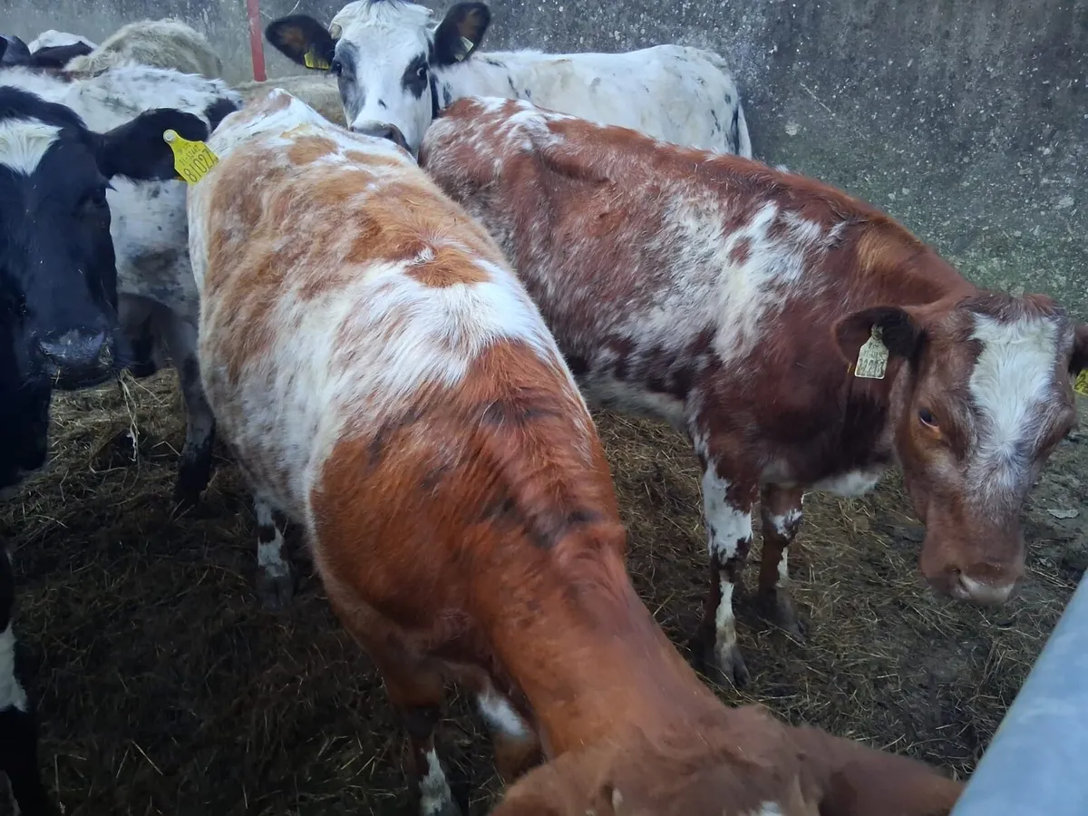 2 ROAN SHORTHORN HEIFERS - Image 4