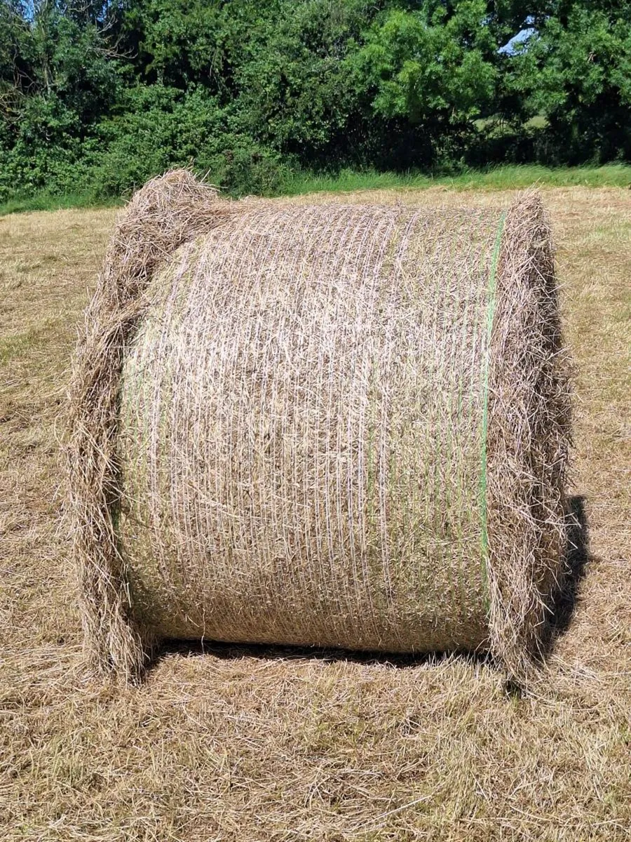 Hay - Image 4