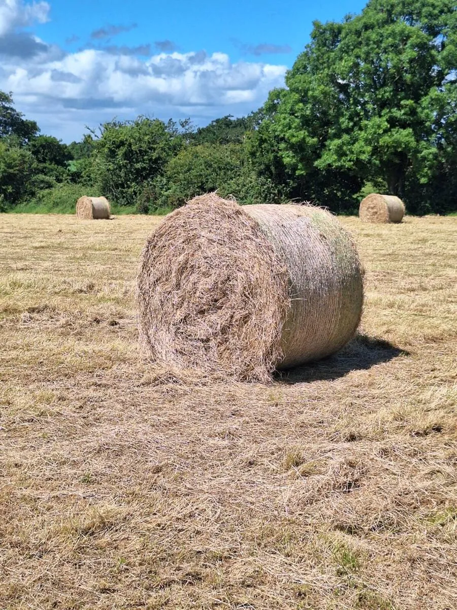 Hay - Image 1